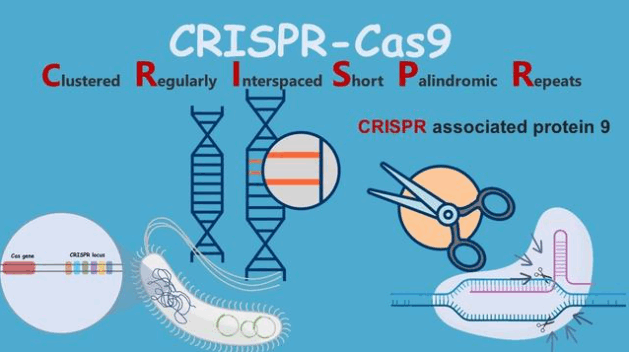 CRISPR/Cas9基因编辑技术